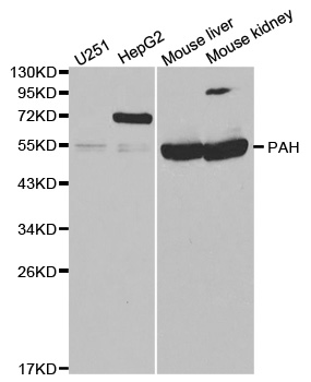 Anti-PAH Antibody
