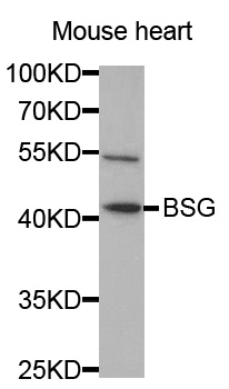 Anti-BSG Antibody