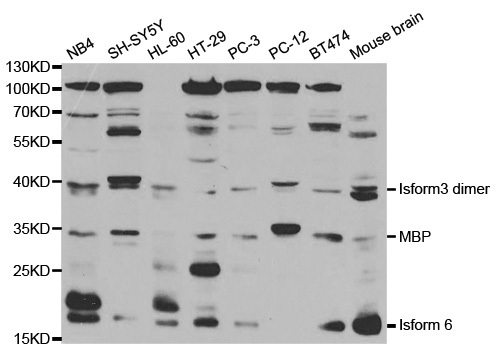 Anti-MBP Antibody