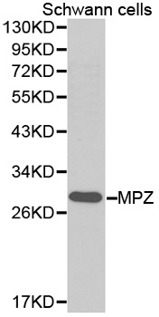 Anti-MPZ Antibody