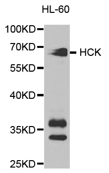 Anti-HCK Antibody