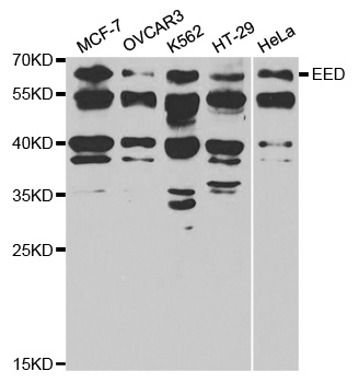 Anti-EED Antibody