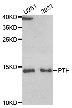 Anti-PTH Antibody