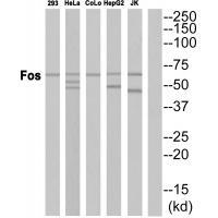 Anti-Fos Antibody Anti-Fos Antibody