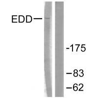 Anti-EDD Antibody Anti-EDD Antibody