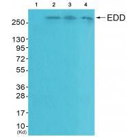 Anti-EDD Antibody Anti-EDD Antibody