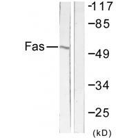 Anti-FAS Antibody