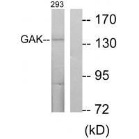 Anti-GAK Antibody