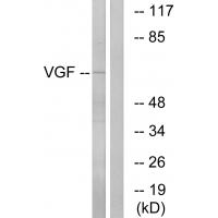 Anti-VGF Antibody