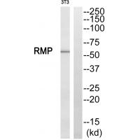 Anti-RMP Antibody