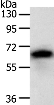 Anti-SRC Antibody