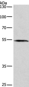 Anti-BLK Antibody