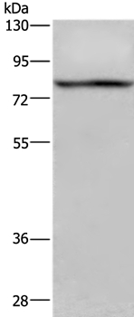 Anti-REL Antibody