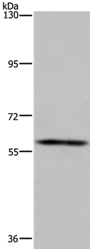 Anti-FTO Antibody