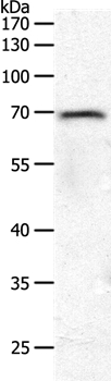 Anti-PXN Antibody