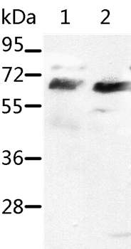 Anti-SRF Antibody