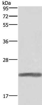 Anti-GH1 Antibody