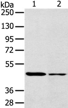 Anti-SCD Antibody