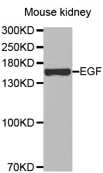 Anti-EGF Antibody