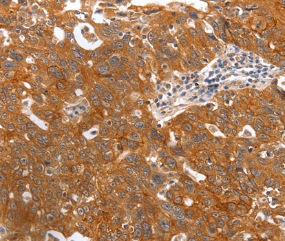 Anti-PGC Antibody Anti-PGC Antibody