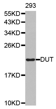 Anti-DUT Antibody