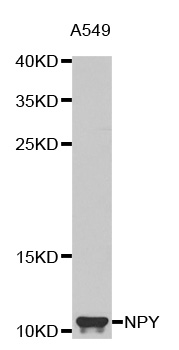 Anti-NPY Antibody