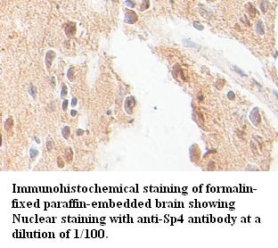 Anti-Sp4 Antibody