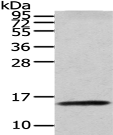 Anti-CDA Antibody