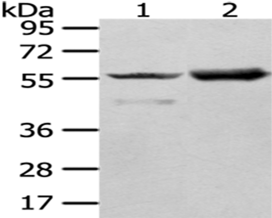 Anti-FGR Antibody