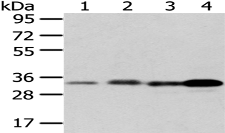 Anti-ESD Antibody