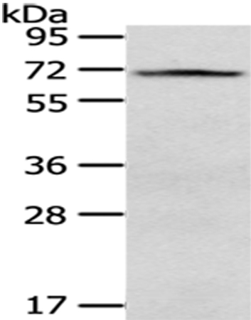 Anti-VGF Antibody