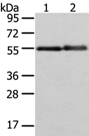 Anti-XK Antibody