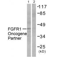 Anti-FGFR1 Oncogene Partner Antibody