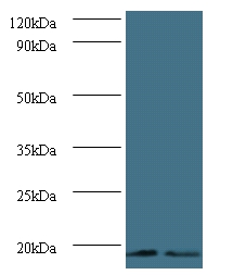 Anti-Histone H3.3 Antibody