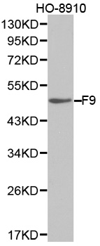 Anti-F9 Antibody