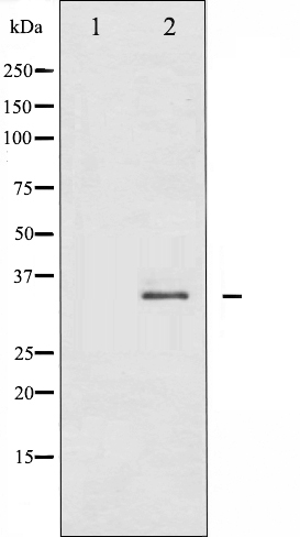Anti-FOS B Antibody