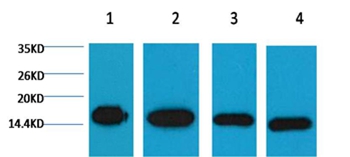 Anti-Histone H3 Antibody