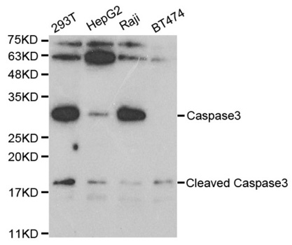 Anti-CASP3 Antibody
