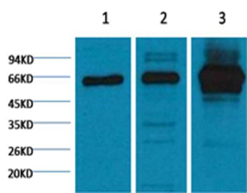 Anti-NFkappaB p65 Antibody
