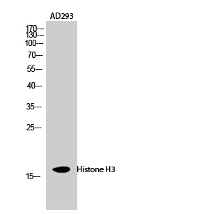 Anti-Histone H3 Antibody