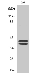 Anti-ERK 1 / 2 Antibody