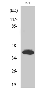 Anti-Islet-2 Antibody