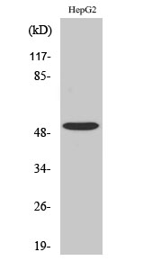 Anti-TGFbeta RI Antibody