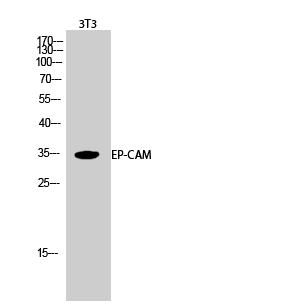 Anti-EP-CAM Antibody