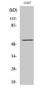 Anti-GPR101 Antibody