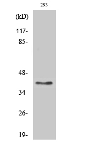 Anti-GPR175 Antibody