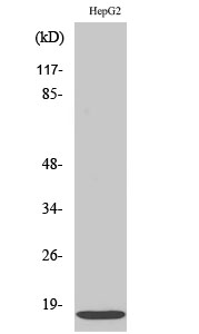 Anti-IFITM3 Antibody