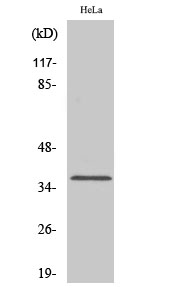 Anti-Olfactory receptor 1D4 / 1D5 Antibody