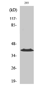 Anti-CCRL1 Antibody