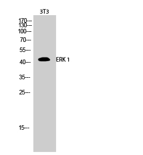 Anti-ERK 1 Antibody
